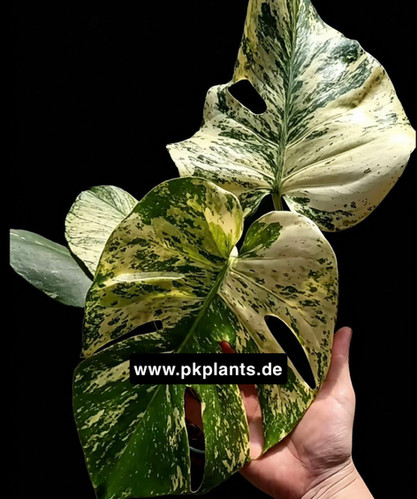 monstera planta Monstera deliciosa
