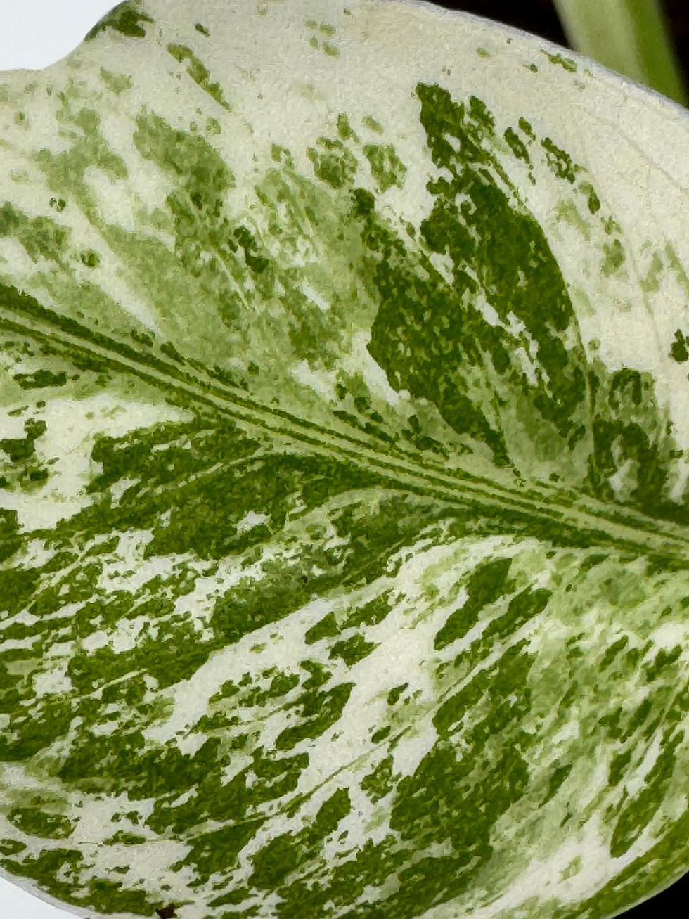 Miniaturbild: Monstera Siam Mint