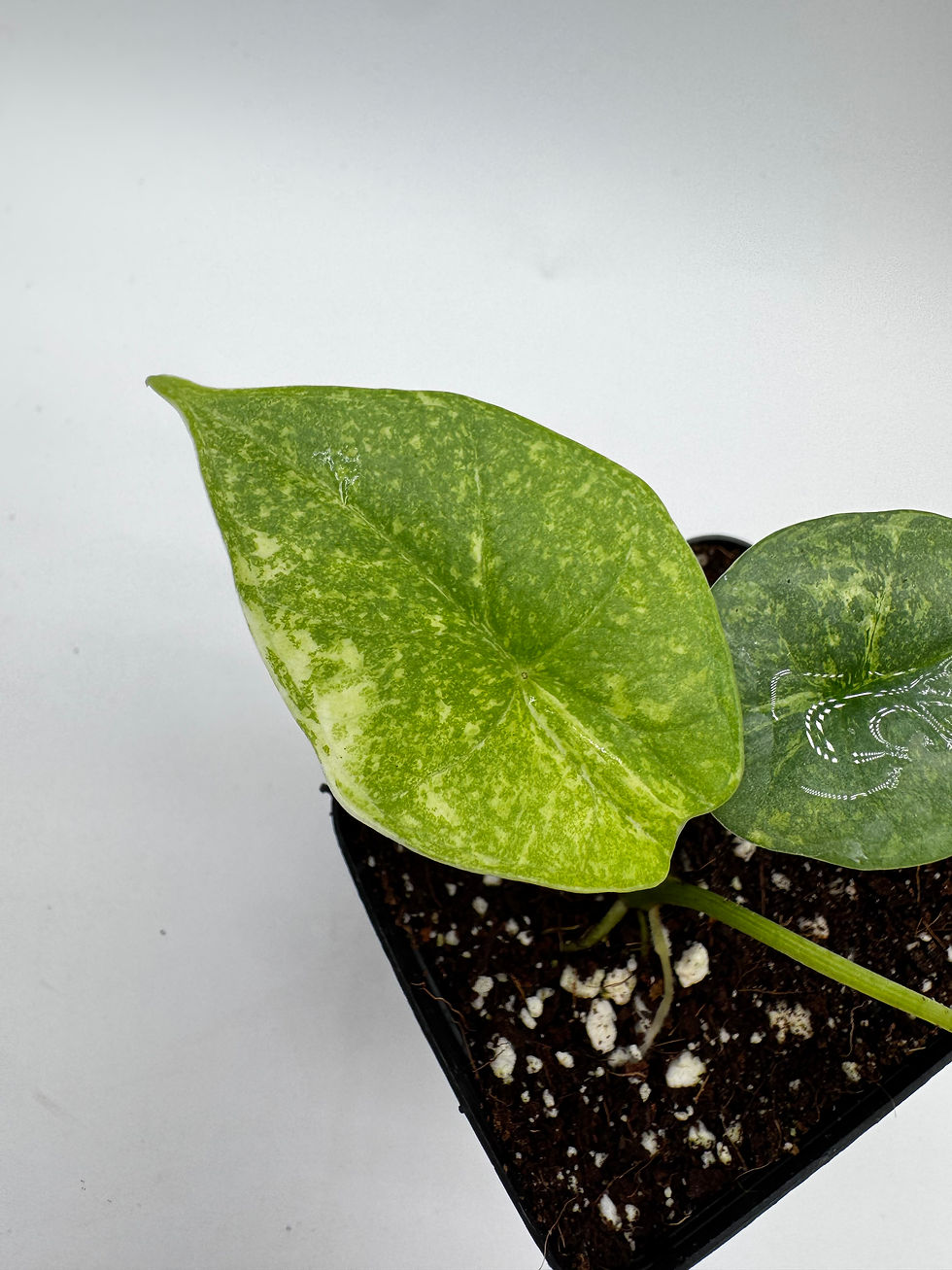 Miniaturbild: Alocasia Reginae Variegata