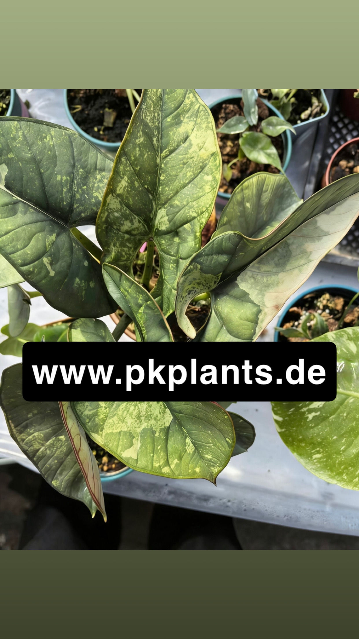 Alocasia Reginae Variegata 5pcs -on request