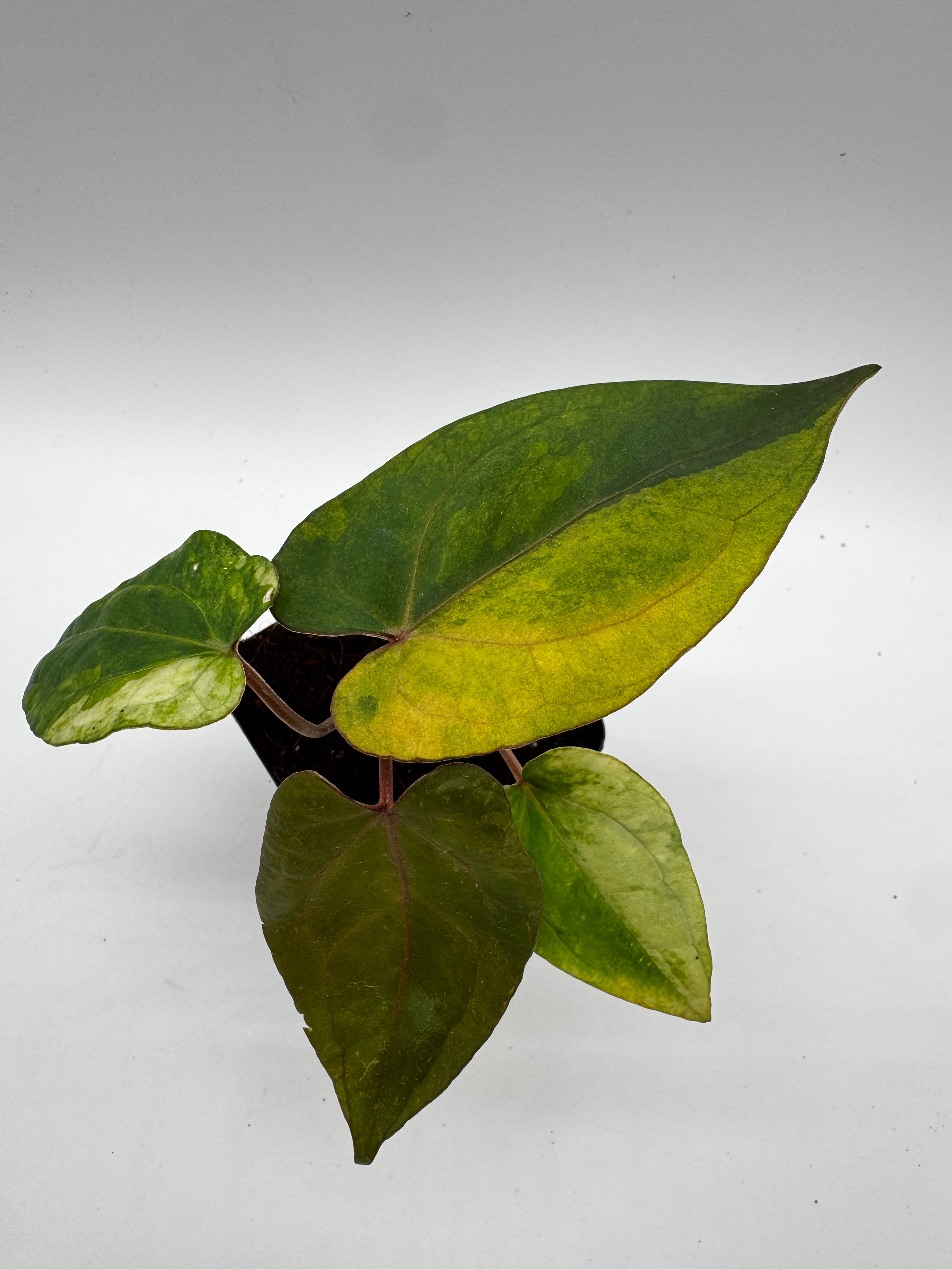 Anthurium Red Vein Dark Phoenix Variegata