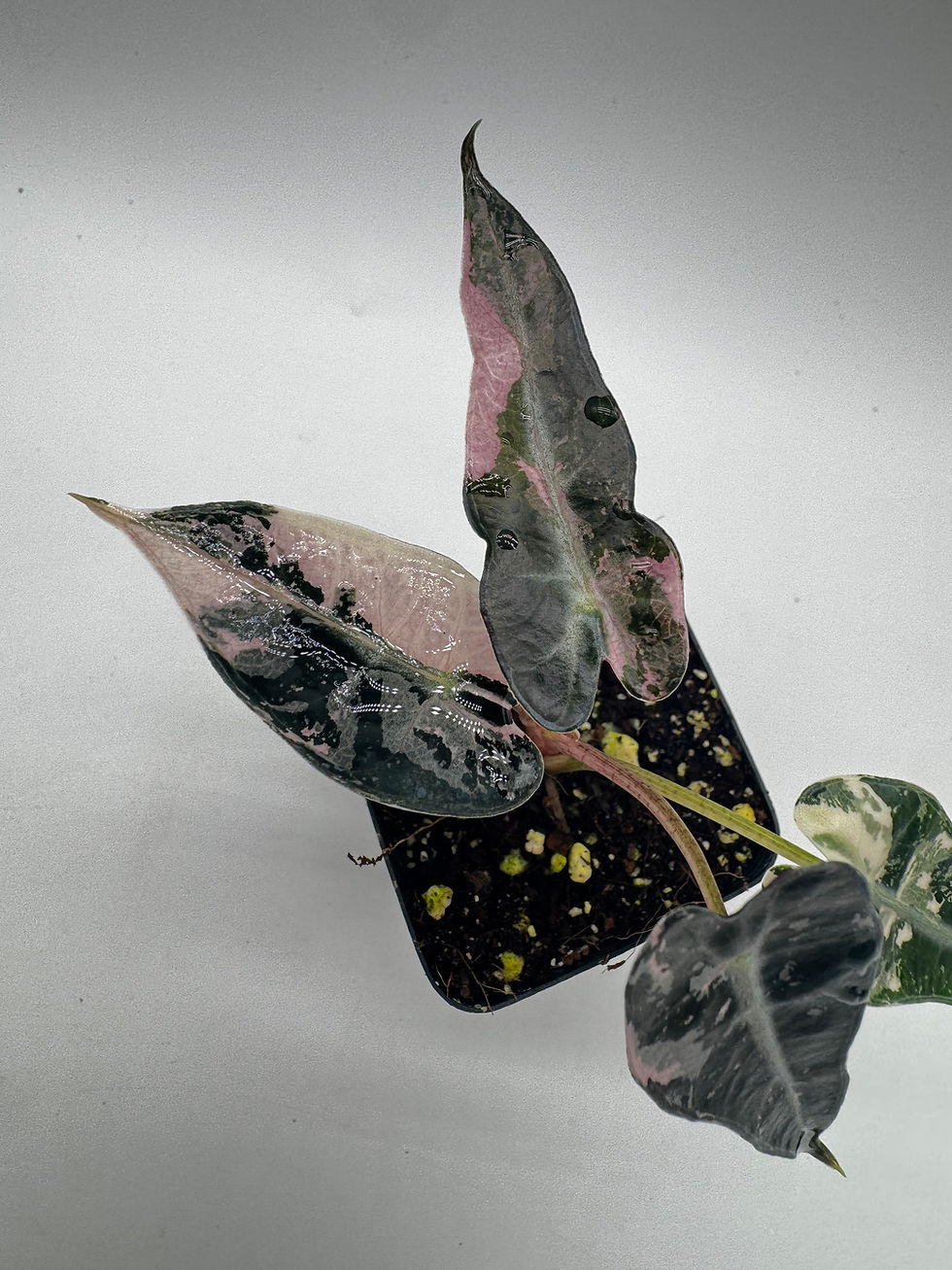 Miniaturbild: Alocasia Bambino Pink Variegata 
