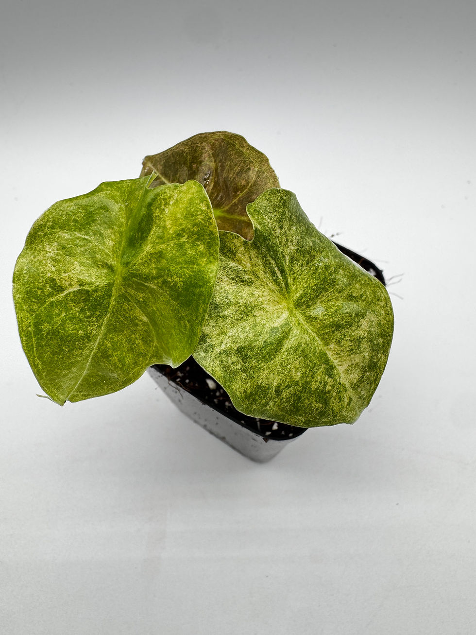 Miniaturbild: Alocasia Golden Bone Pink Mint Variegata