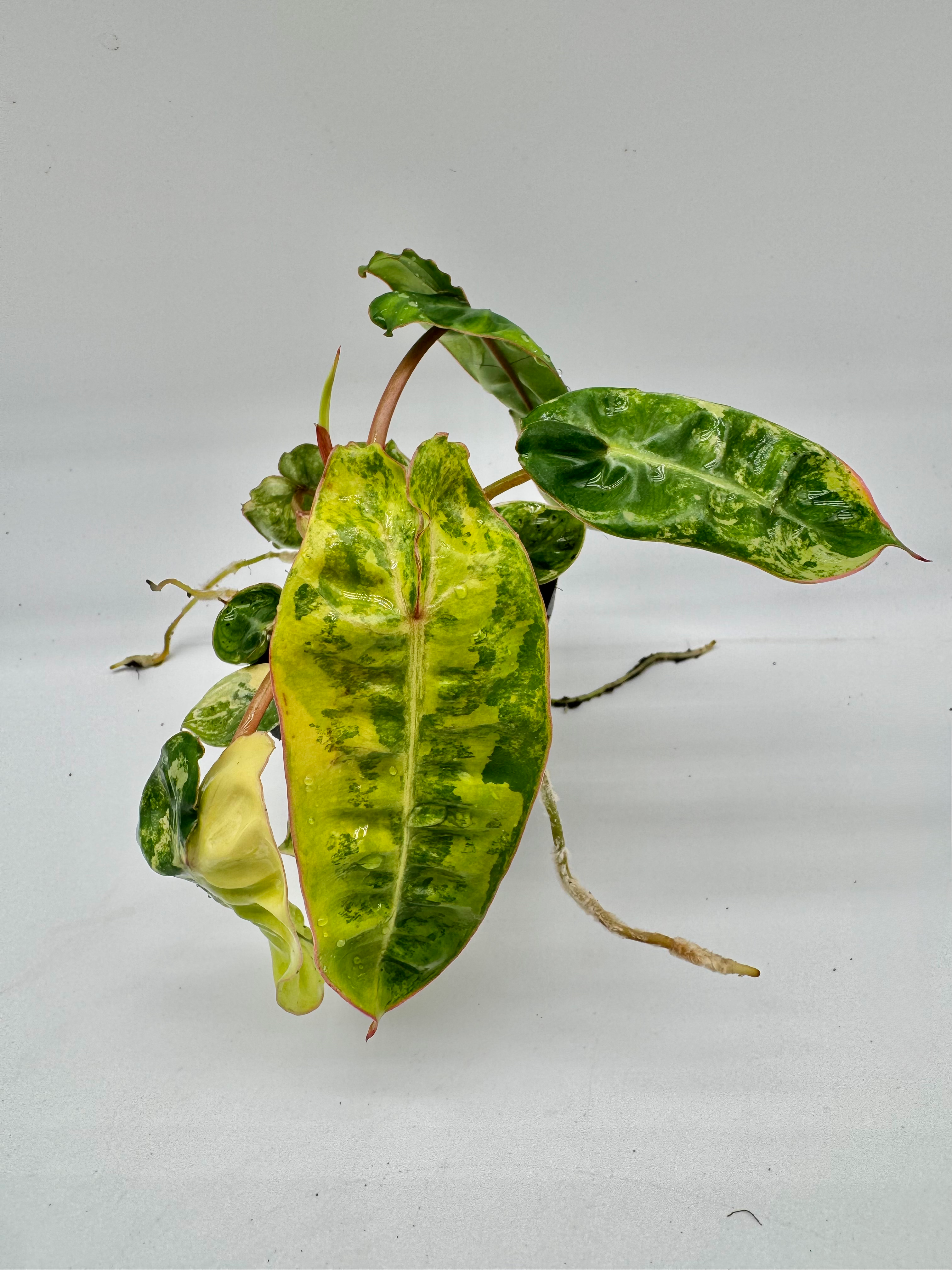 Philodendron Billietiae Variegata