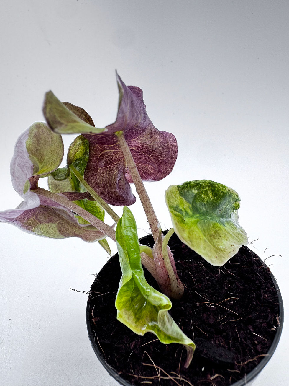 Miniaturbild: Alocasia Venom Pink „Rainbow“