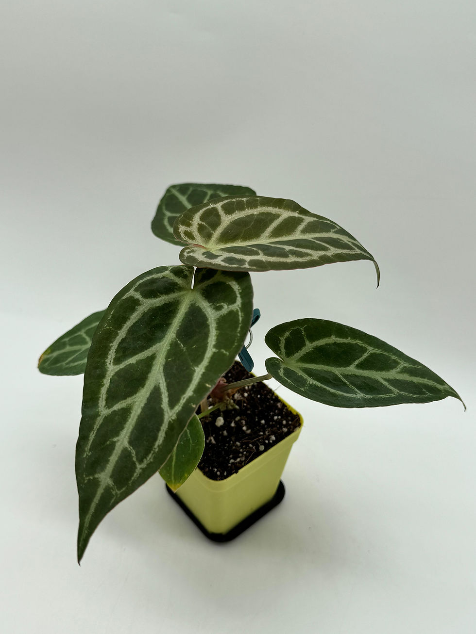 Miniaturbild: Anthurium Greigexdocblockf2 x  Sweetlove x Pedatoradiatum Variegata