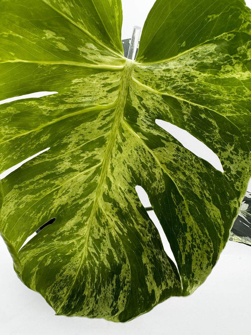 Thumbnail: Monstera Vietciosa Variegata