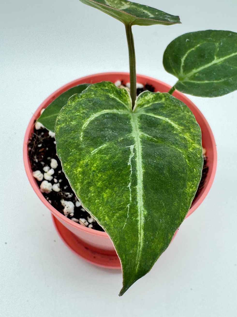 Miniaturbild: Anthurium Greigexdocblockf2 x  Sweetlove x Pedatoradiatum Variegata 