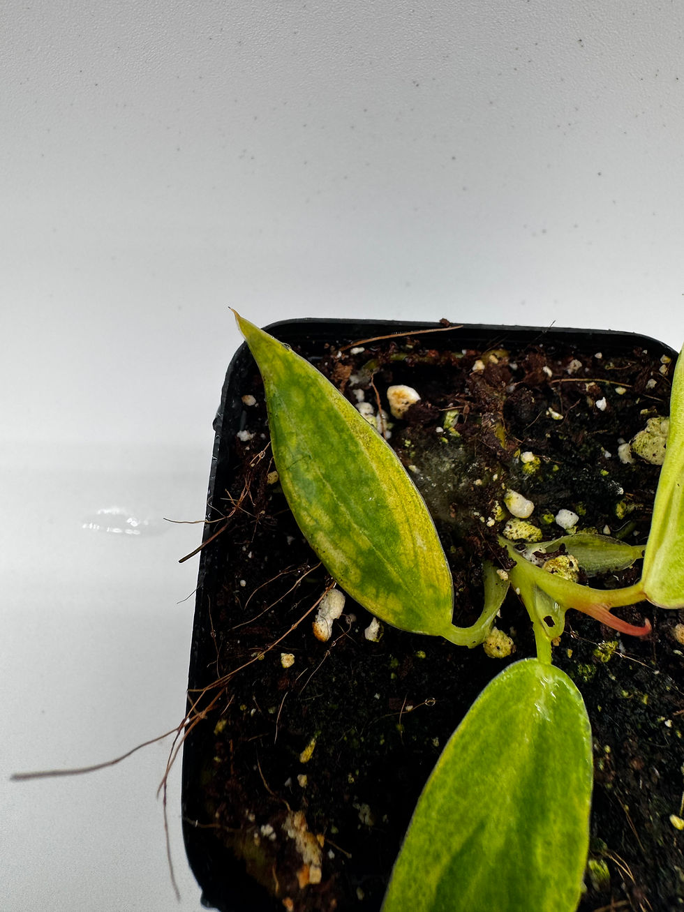 Miniaturbild: Philodendron Spiritus Sancti Variegata