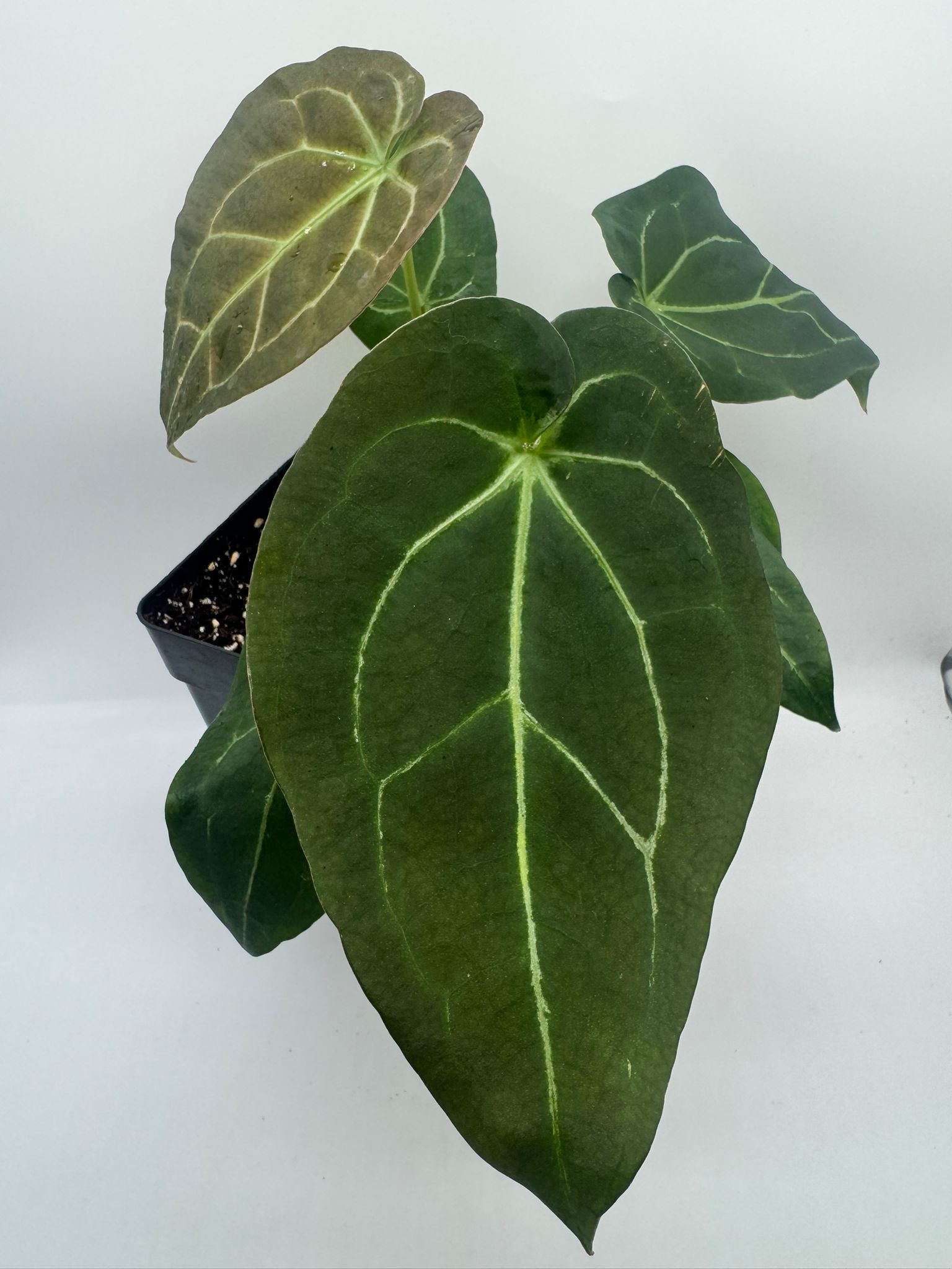 Anthurium Greigexdocblockf2 x Forgetii/Crystal Variegata 