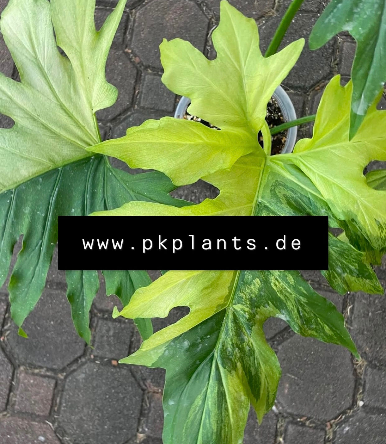 Philodendron Warscewiczii Green Variegata 10pcs