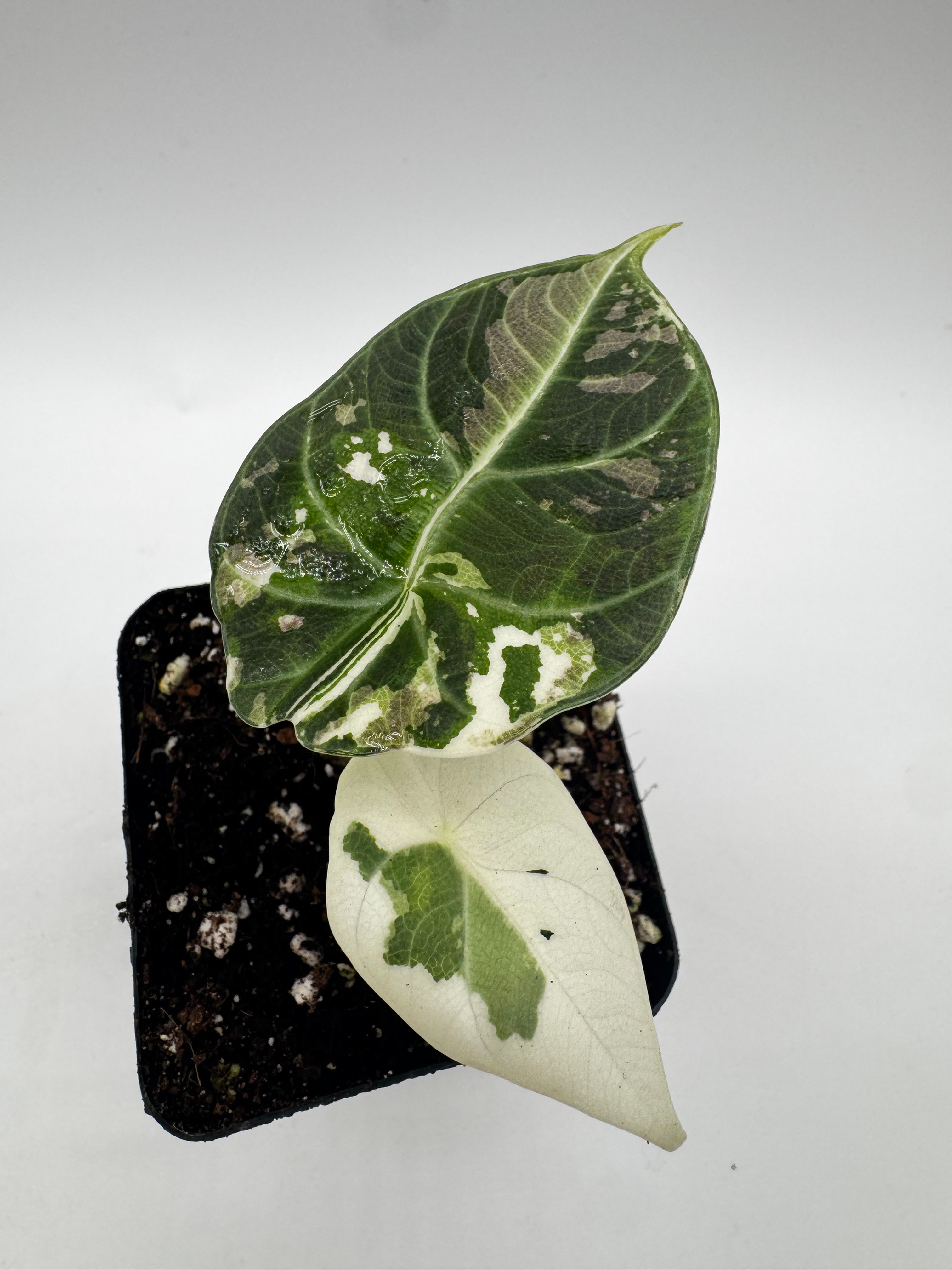 Alocasia Maharani Pink Variegata 2 Pflanzen im Topf