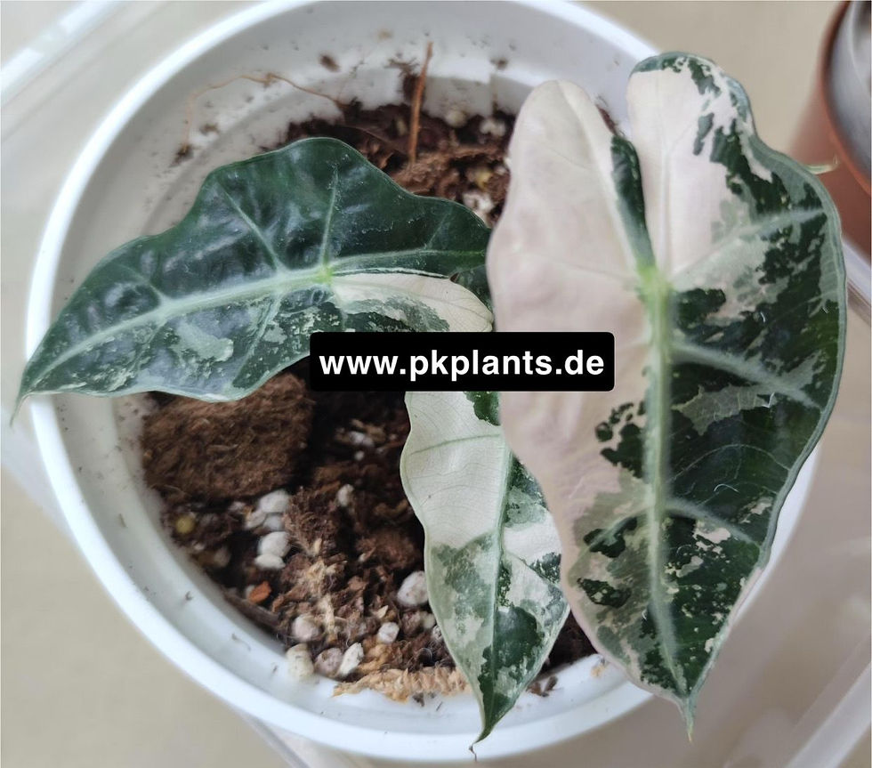 Alocasia Polly Snow Pink Variegata 20pcs - on request