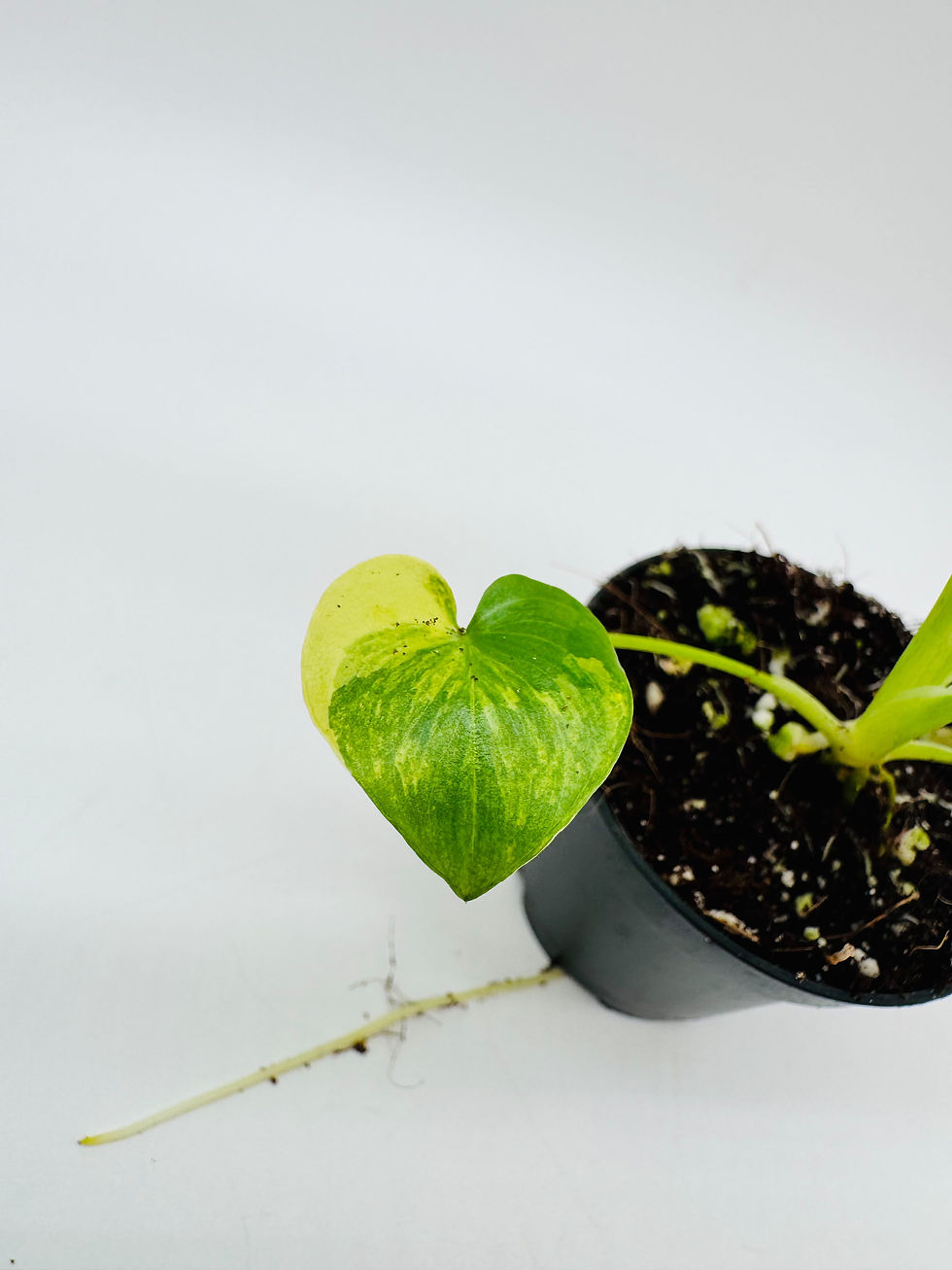 Miniaturbild: Philodendron Angela Thaumatophyllum African Fantasy Variegata