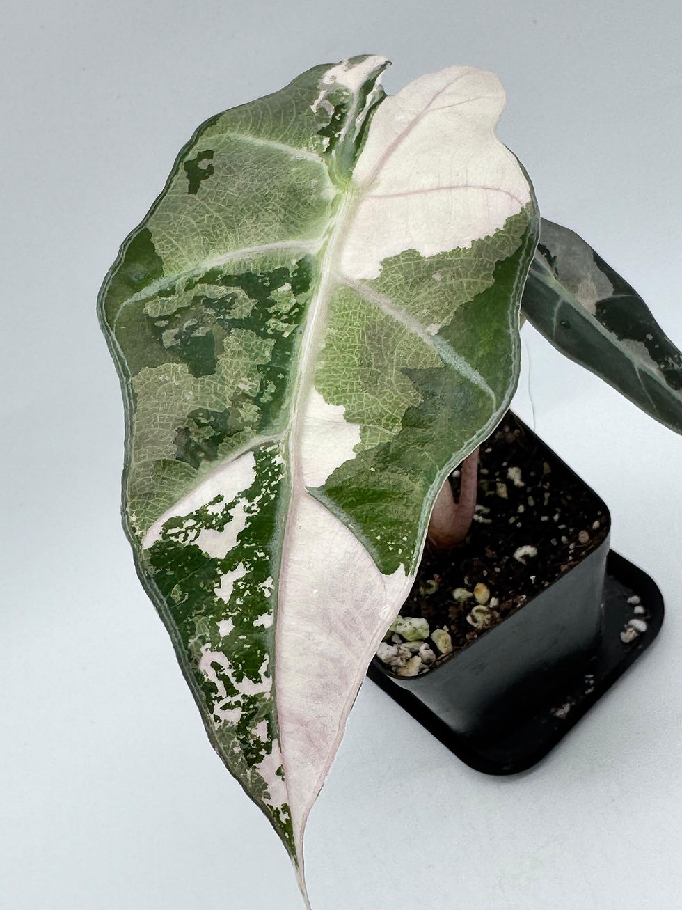 Miniaturbild: Alocasia Polly Snow Pink Variegata
