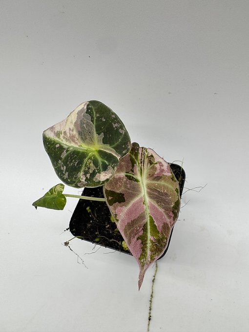 borago saatgut Borage main image 0