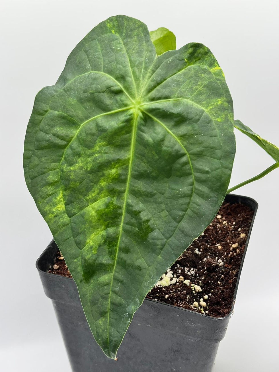 Miniaturbild: Anthurium Magnificum x Crystallinum Hybrid Variegata