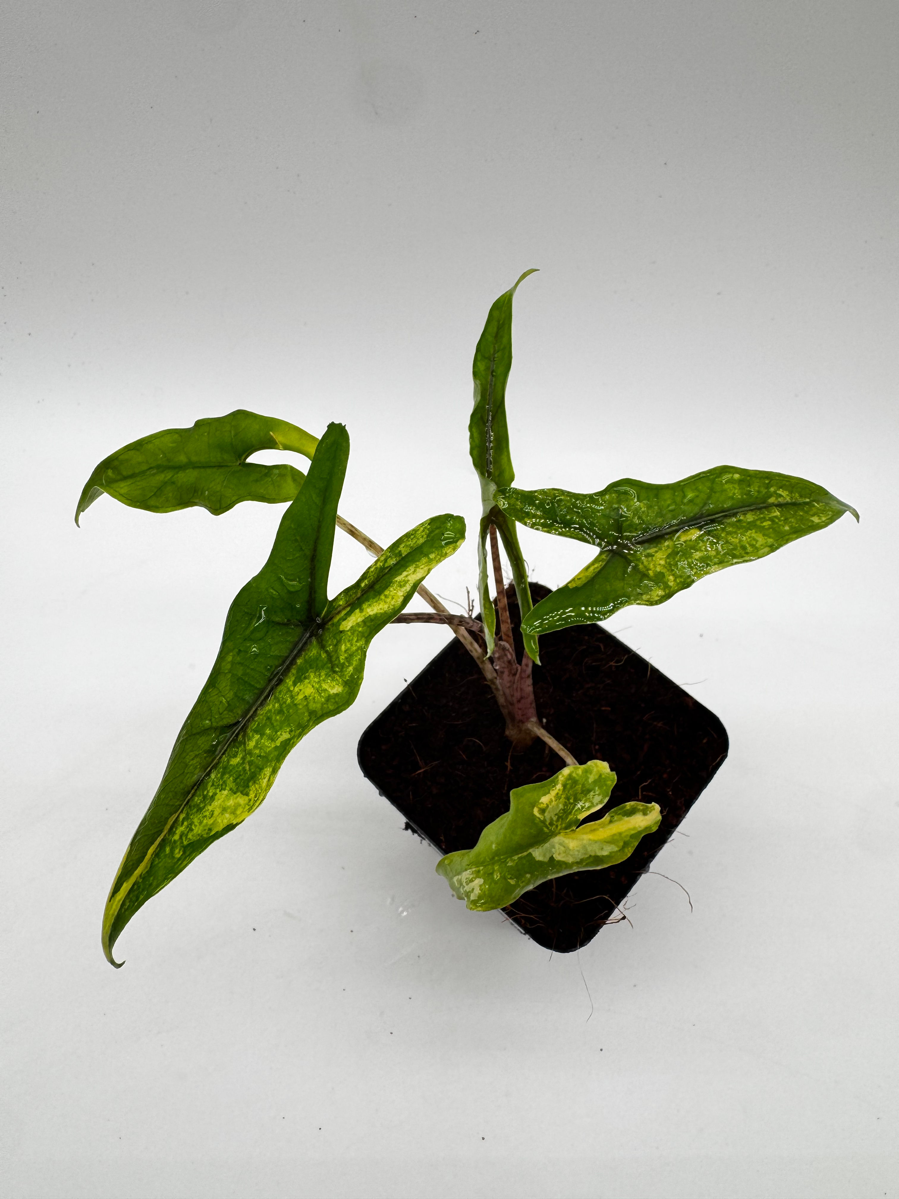 Alocasia Sabrina Narrow Aurea