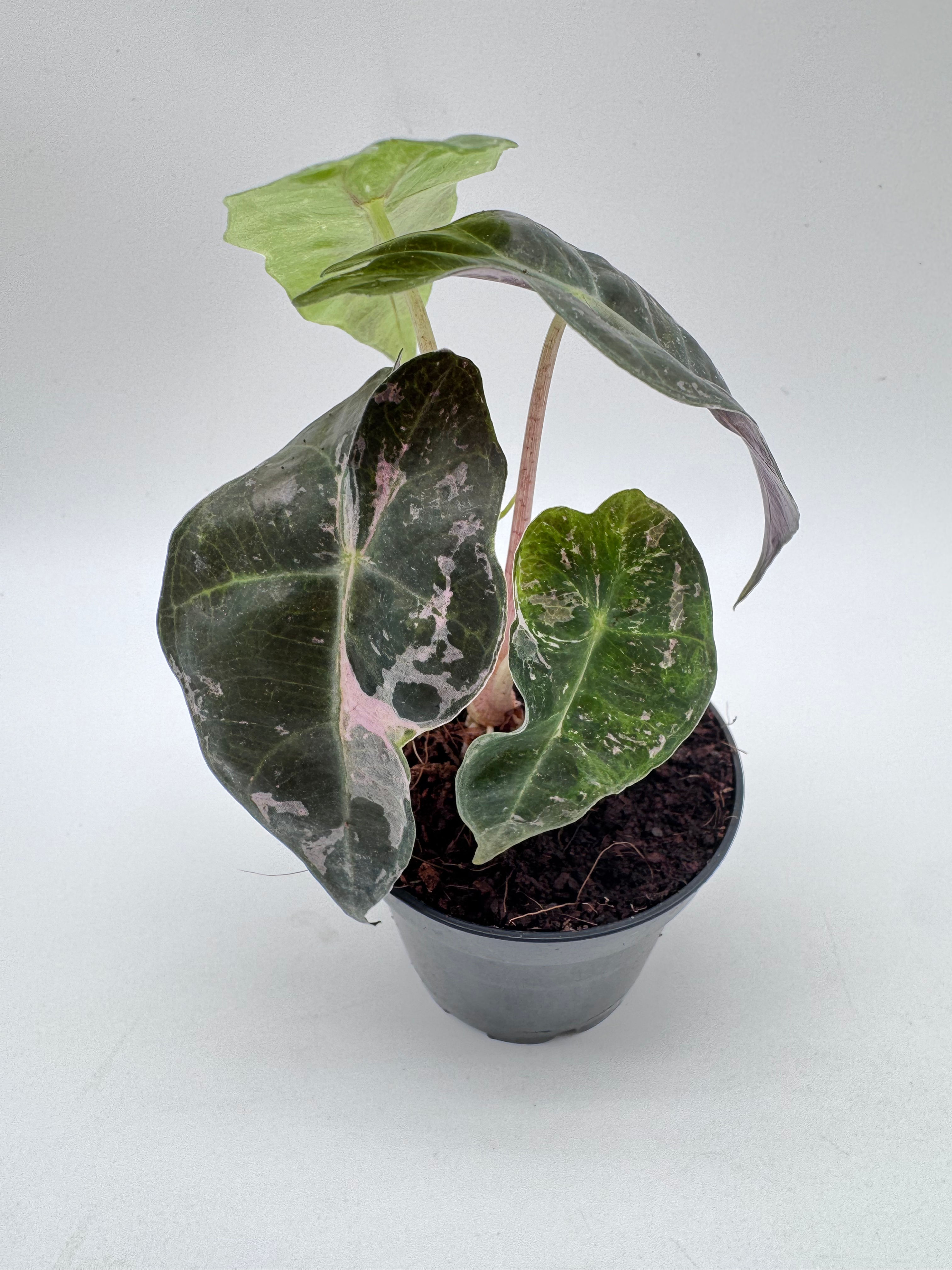 Alocasia Polly Candy Shattered Ruby Pink Variegata