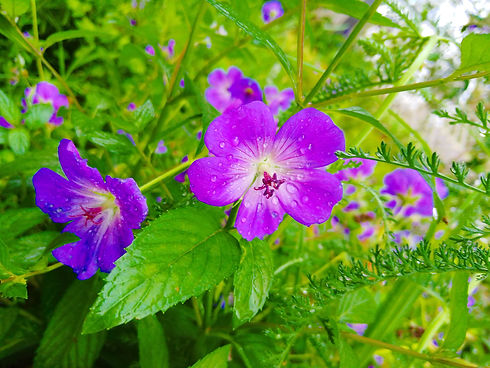 Jan 2024 Pelargonium.jpg