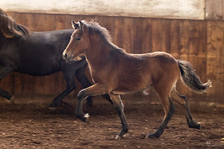 105 - Heillastjarna-_H6A7983.jpg