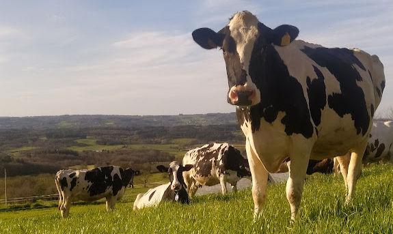 VACAS_edited
