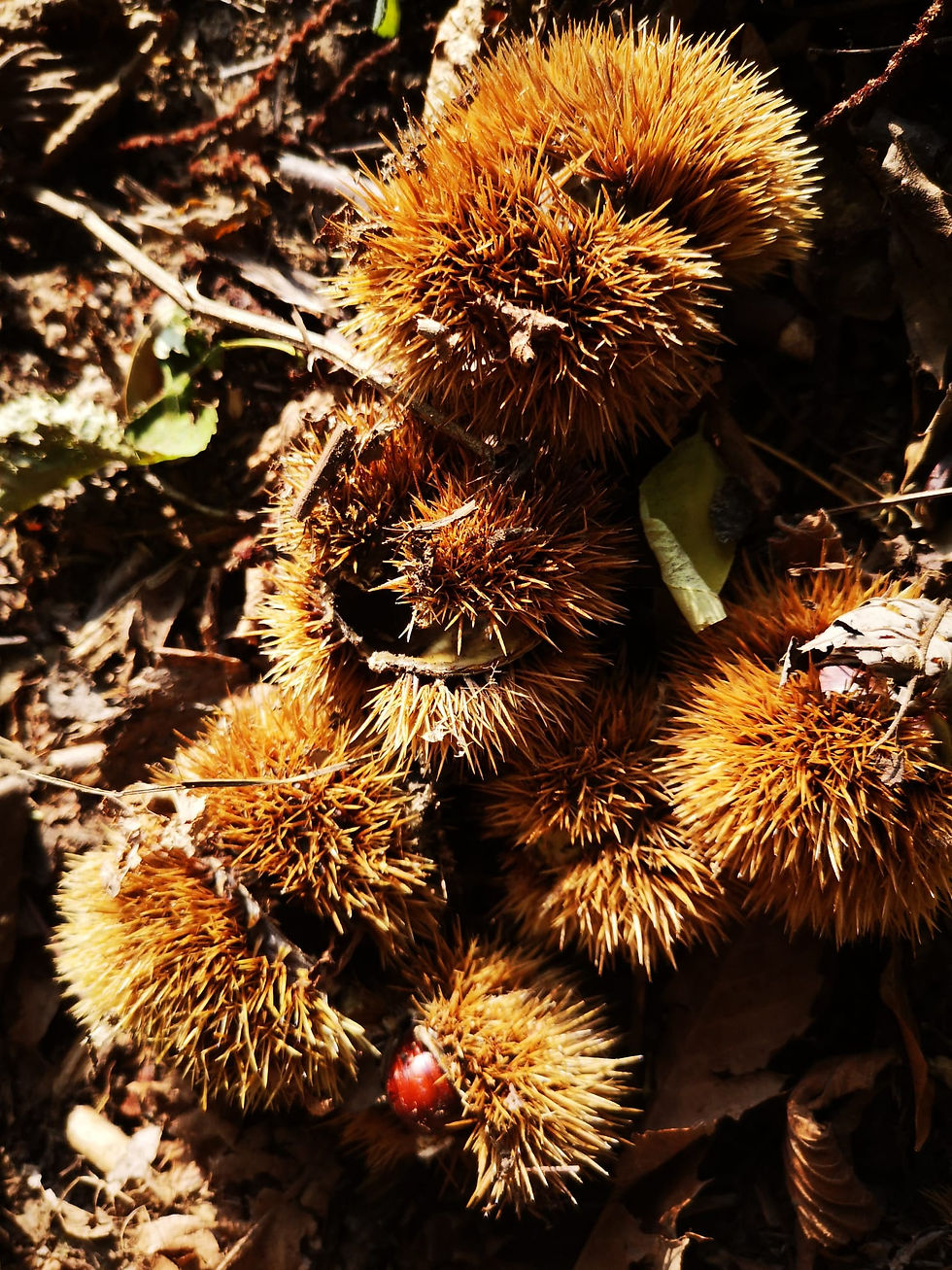 Orobie4kids : castagne e sottobosco ad Albino (attività per ragazzi)