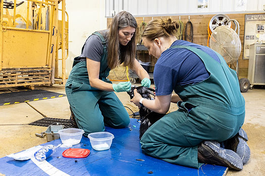 Bush Veterinary Clinic Goat Disbudding.jpg