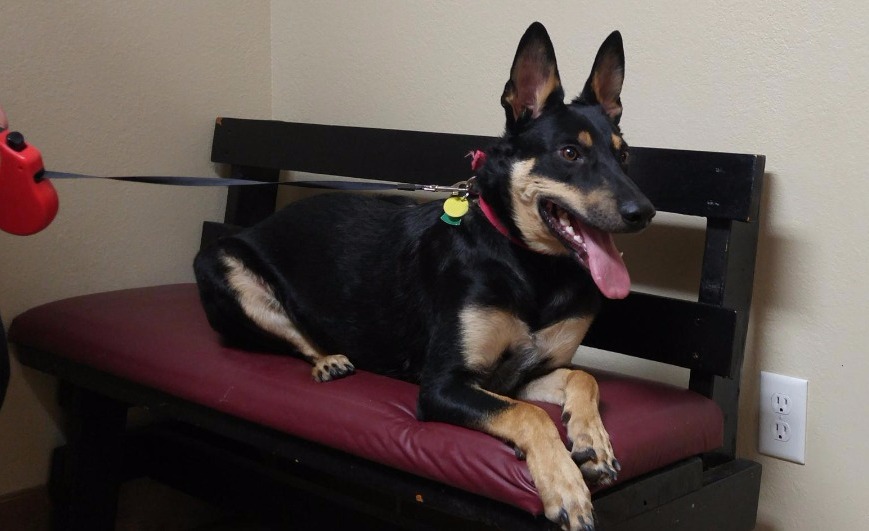 Veterinarian Cottonwood Animal Clinic Arkansas City, KS