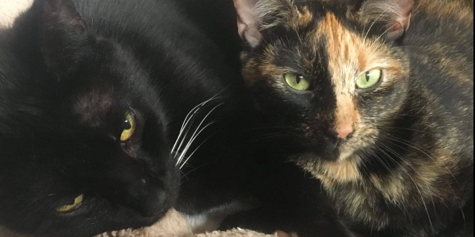 Veterinarian Cottonwood Animal Clinic Arkansas City, KS