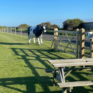 A cow sculpture by a fence, picnic table in the foreground
