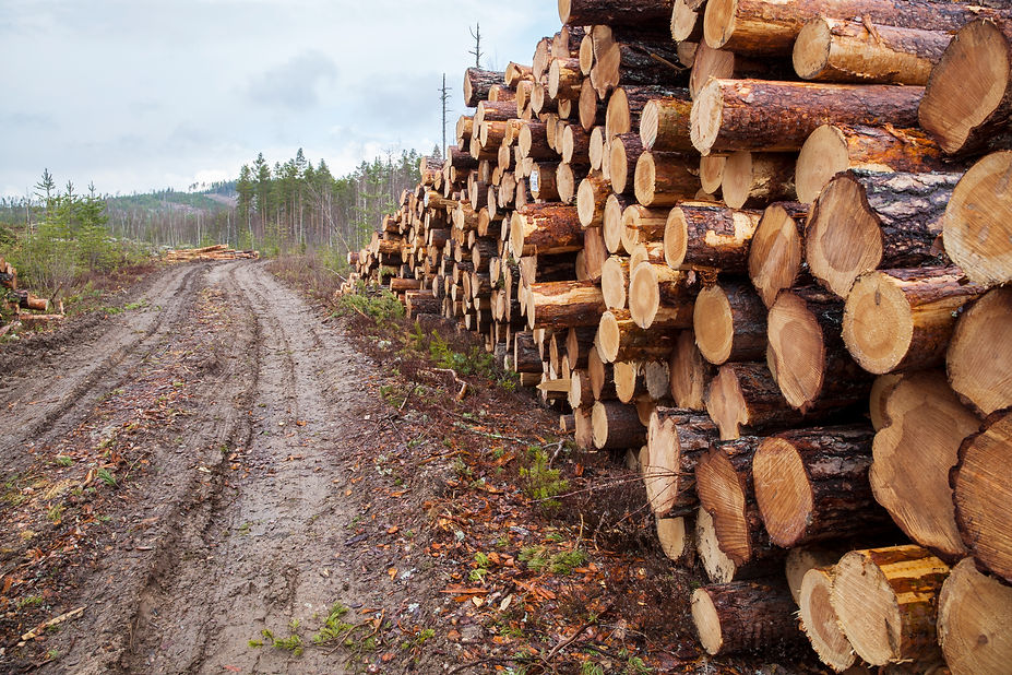 A muddy road lined with neatly stacked, freshly cut logs