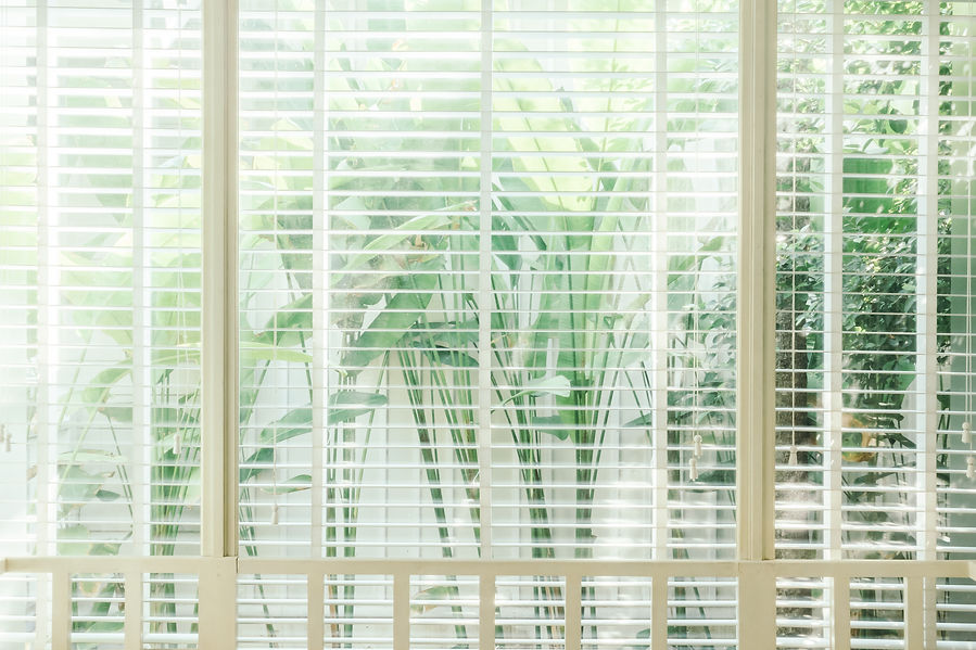 Large green leaves and plants are visible through white horizontal blinds