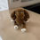 Thumbnail: Brownie the Pup Plushie Doll