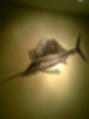 Sailfish Hunting