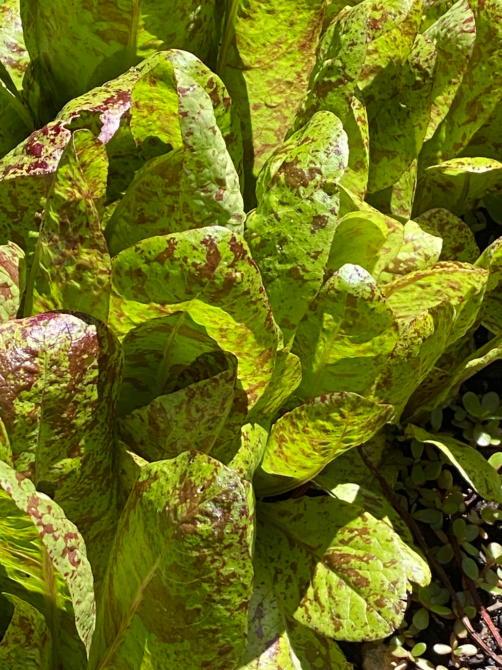 Heirloom romaine letter grown from seed.  We used Territorial Seeds, but we also use Ed Hume Seeds liberally as well.  Seeds from both of these companies tend to produce extra well in the unique microclimate here.