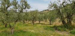 Uliveto