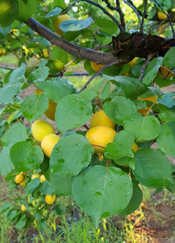 Albicocche Portici