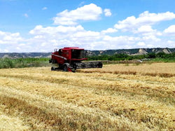 Mietitura del grano