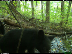 American black bear