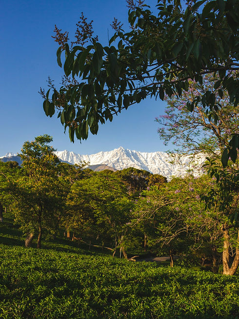 anirudh-thakur-s-HbHAYBA0k-unsplash.jpg