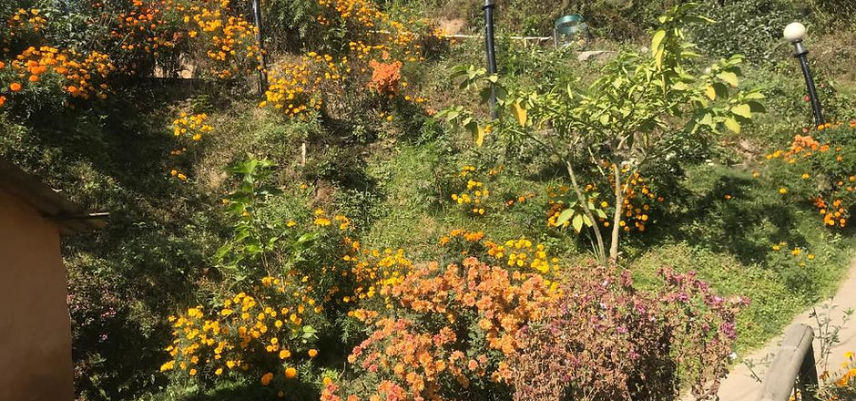 Garden.jpg
