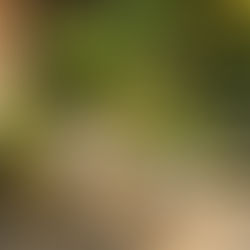 Vietnamese Planters Wholesale