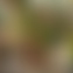 Ceramic Plant Pots for the UK 