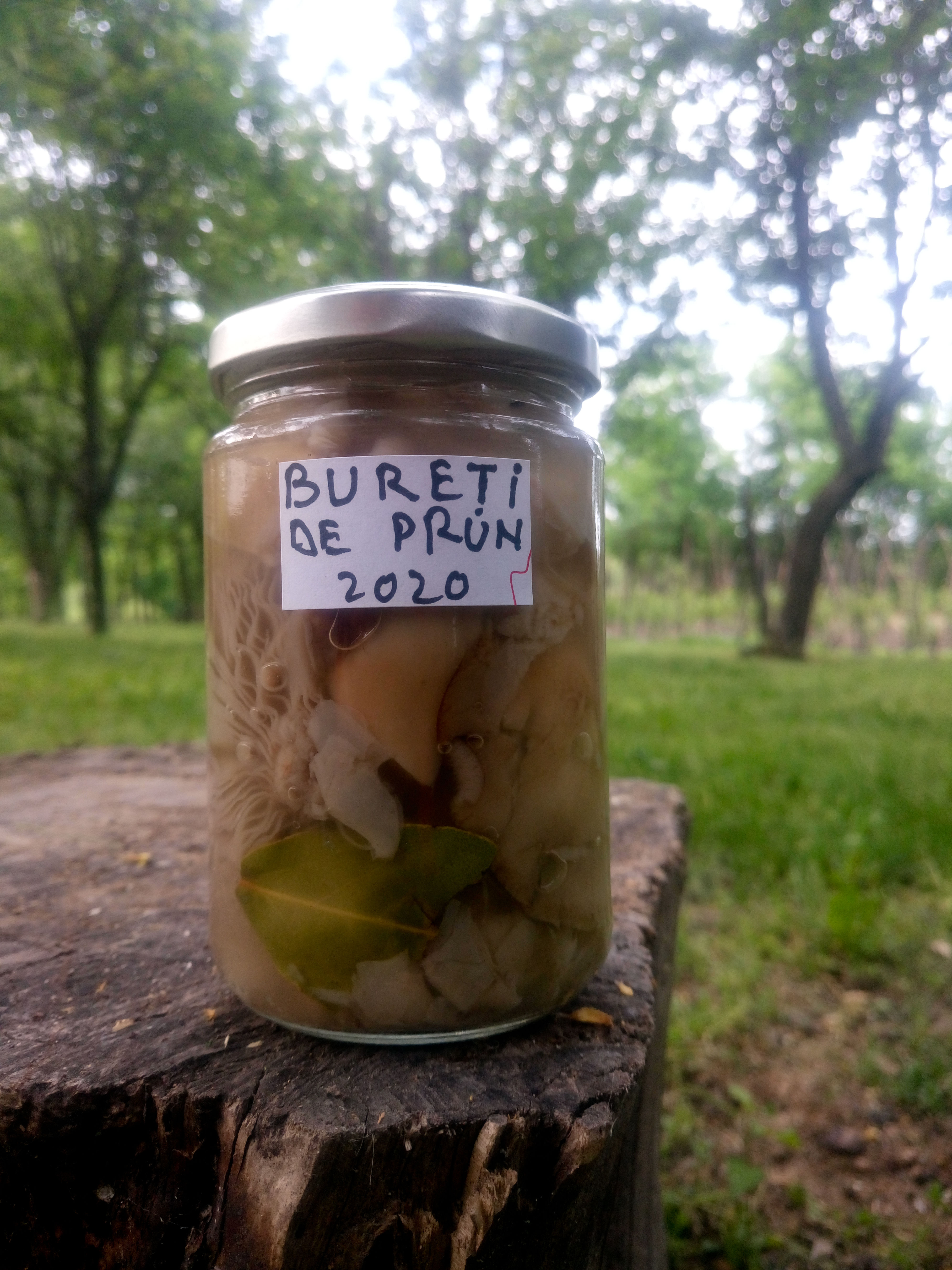 Ciuperci - Bureti de Prun