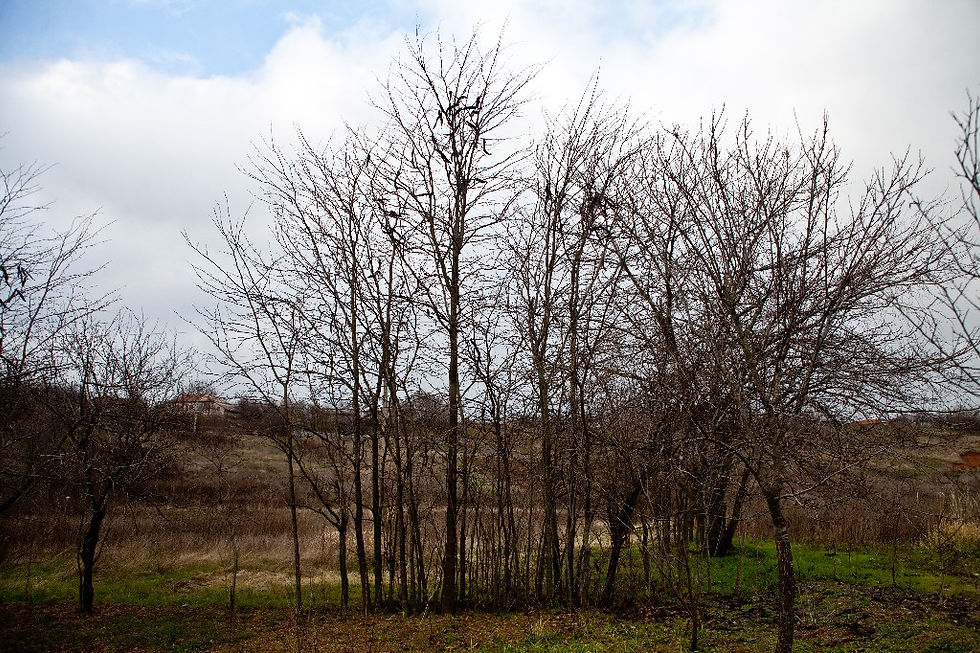 Thumbnail: Teci de Salcam Boieresc - Roscove
