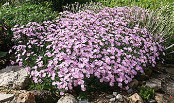 Dianthus Baths Pink_edited.jpg