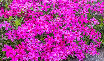 Scarlet Flame Carpet Phlox.jpg