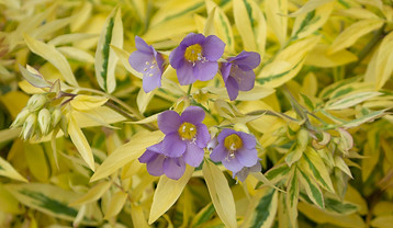 Polemonium-Golden-Feathers.jpeg
