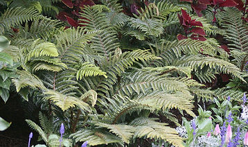 Tassell Fern.jpg